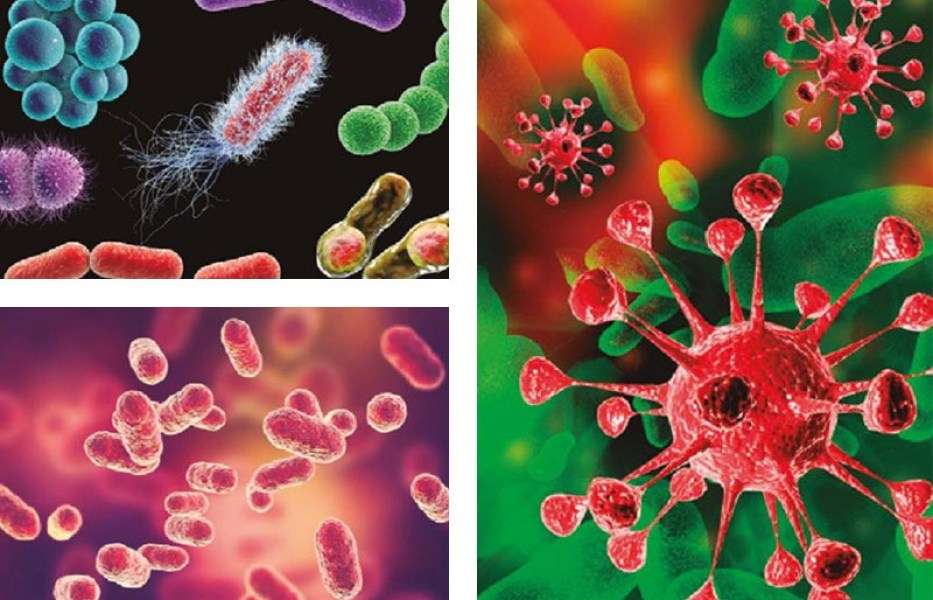 MICROBIOLOGIE